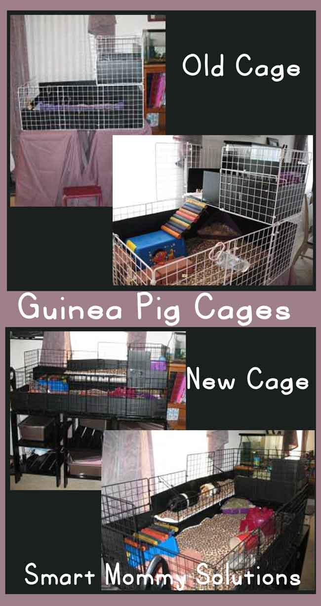 Guinea Pigs and Cages