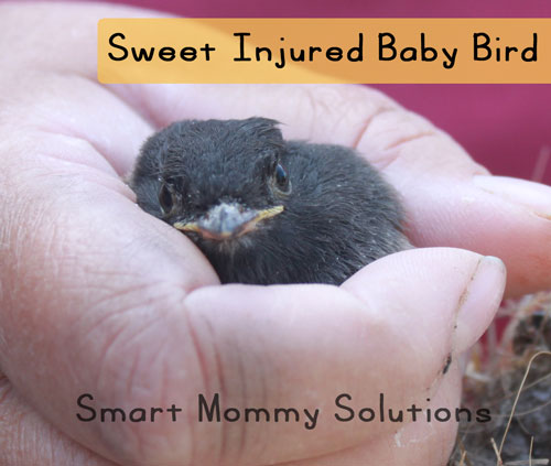 Baby Bird Rescue